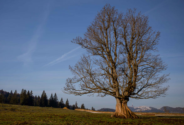 Der alte Bergahornbaum bei der Métairie de Diesse