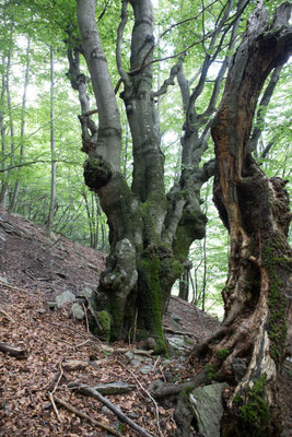 Kastanienwald im Tessin