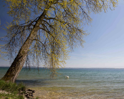 Bei Point de Grain am Neuenburgersee fühlt man sich fast wie an einem Meeresstrand