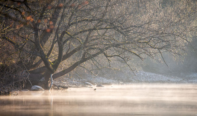 An der Aare bei Radelfingen Thalmatt