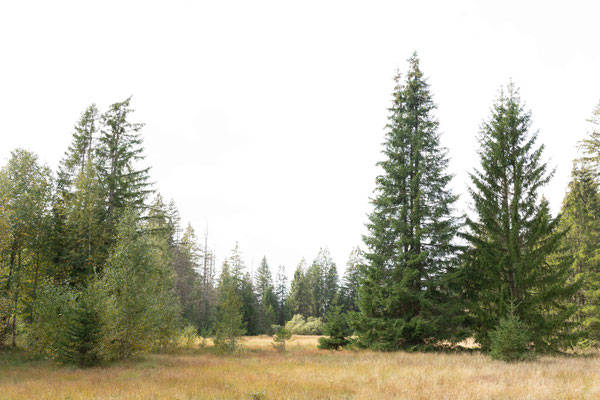 Das Hochmoor von La Tourbière