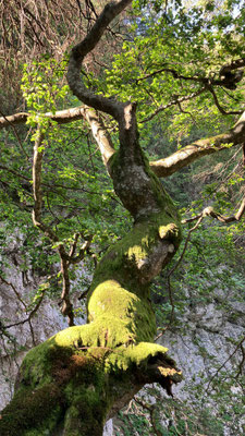 Die Renkbuche in der  La Combe Crède