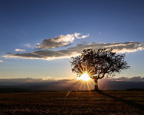 Der Kirschbaum oberhalb von Detligen ist nicht alt, jedoch steht er an einer wunderschönen Stelle mit Sicht über das ganze Berner Seeland und die 3 Jurarandseen