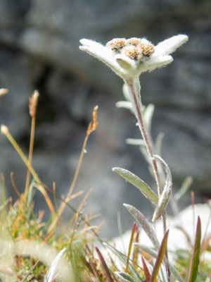 Edelweiss im Berner Oberland