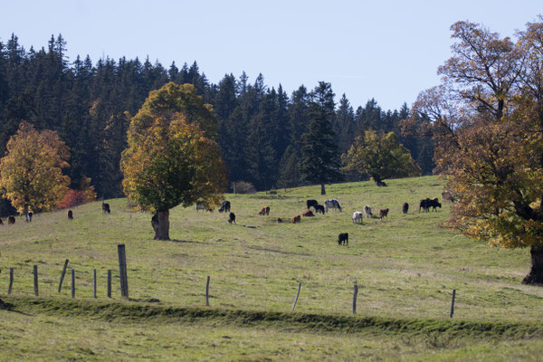 Bei der Métairie de Pierrefeu