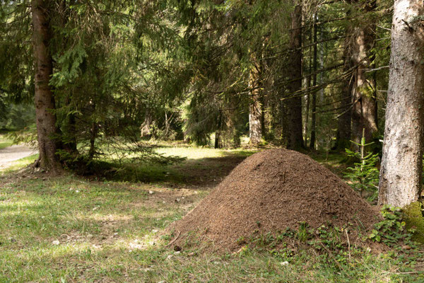 In den Wytweiden Von La Chaux de Tramelan