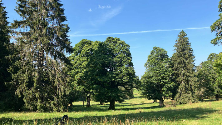 Parklandschaft bei Savegnières
