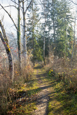 Entlang der Aare in der Oltigenmatt