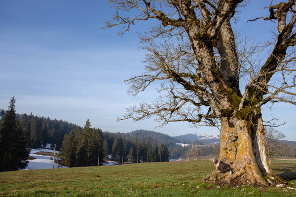 Bei der Métairie de Gleresse