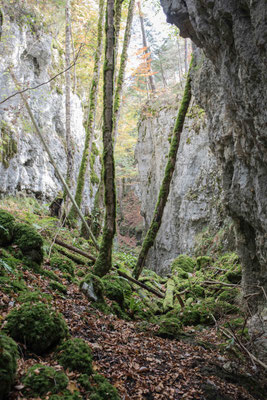 Naturparadies Waldschlucht Cremines