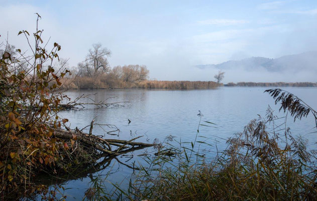 Der Niederriedsee