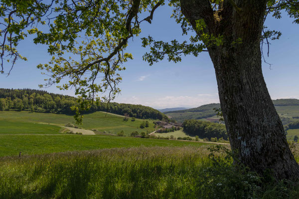 Bei Buechmatt mit Blick aufs Svhweizer Mittelland