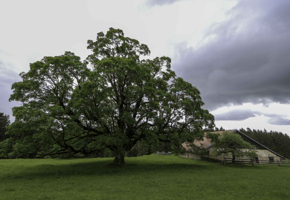 Der grosse Bergahorn