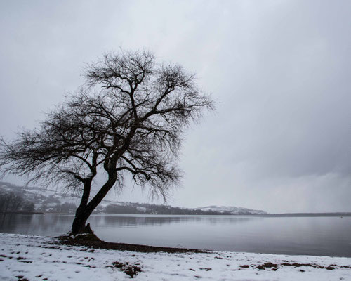 Winterstimmung am Ufer des Murtensees in Salavaux