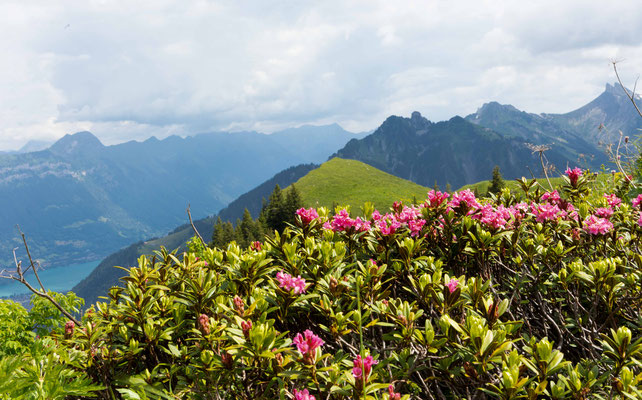 Alpenrose mit Aussicht