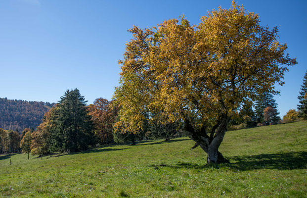 Uralter Mehlbeerbaum in Les Pres-d'Orvin