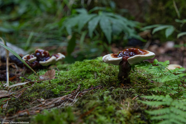 Pilze in der Waldschlucht von Cremines