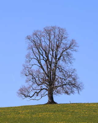 Nichts ist perfekt. Diese alte Buche hatte bis vor einigen Jahren die perfekte Form. Bis ein Sturm ihr einen Ast wegriss