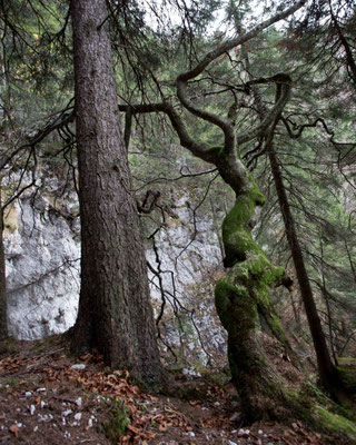 Die einzige in der Schweiz bekannte Renkbuche steht in der Combe Grede, einer Schlucht nördlich vom Chasseral im Berner Jura