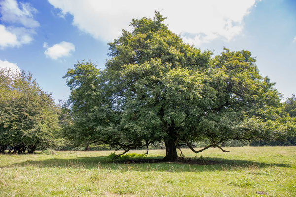 Der wilde Birnenbaum in der Nähe von Romont