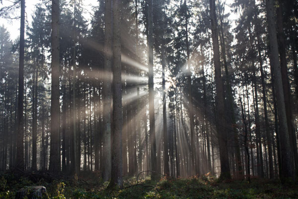 Herbststimmung im Frienisbergwald