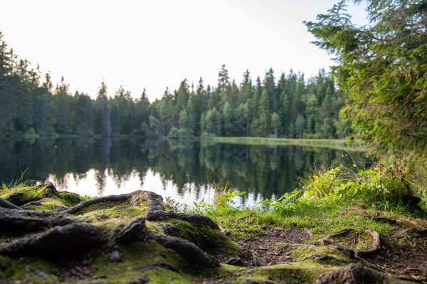 Etang de la Gruère