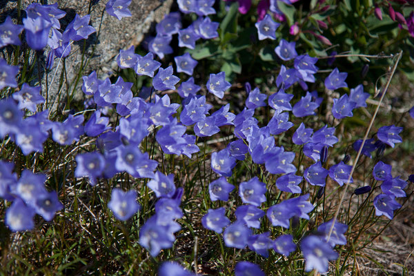 Glockenblumen