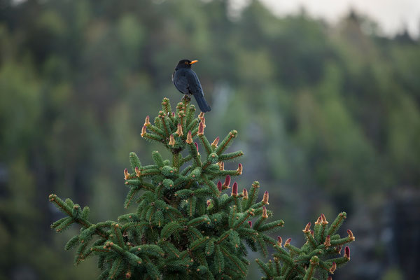 Sachsenstein, Bielatal