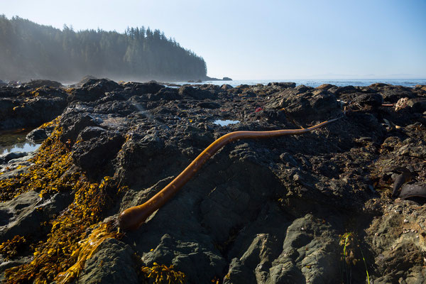 Juan de Fuca Marine Trail, Sombrio Beach