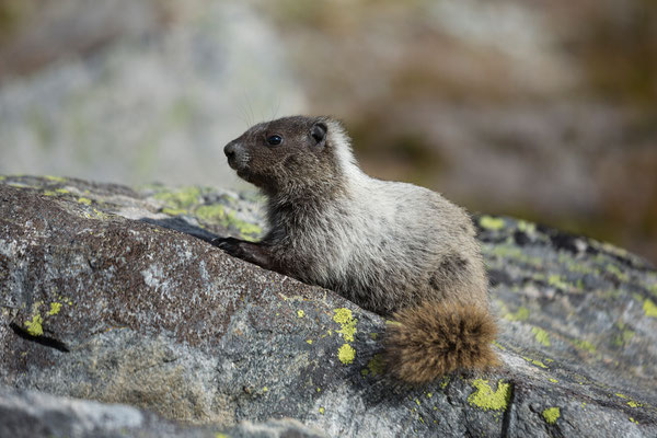 Marmot, Nirvana Pass