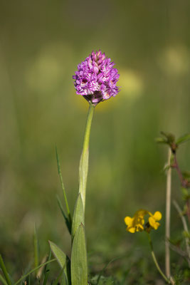 Dreizähniges Knabenkraut (Neotinea tridentata)