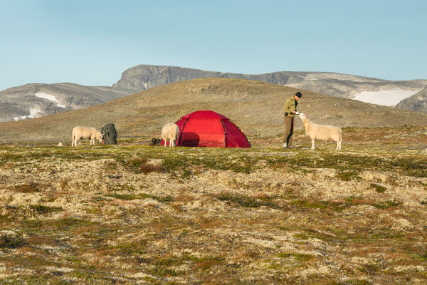 Drugshøtjønnin, Dovrefjell, Norwegen