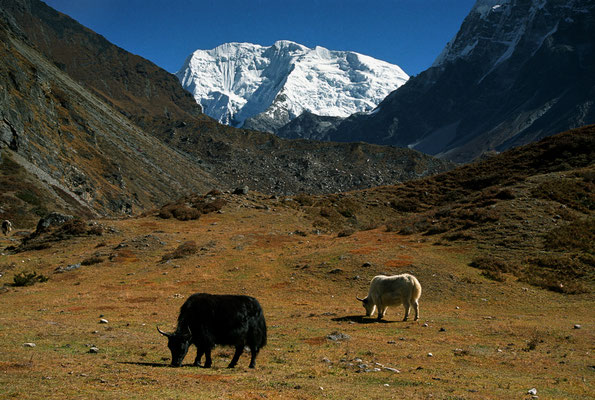 Yaks mit Pemthang Karpo Ri, Langtang, Nepal