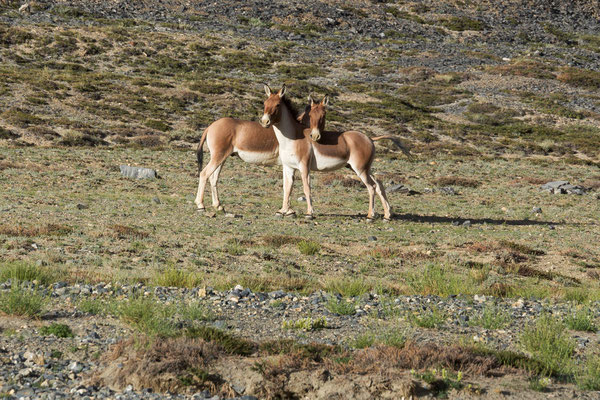 Kiang-Hengste am Yar La, Rupshu