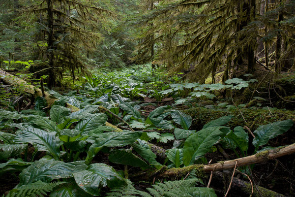 Mt. Baker-Snoqualmie National Forest