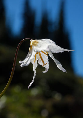 Avalanche Lily