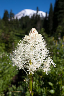 Beargrass, Paradise, Mt. Rainier