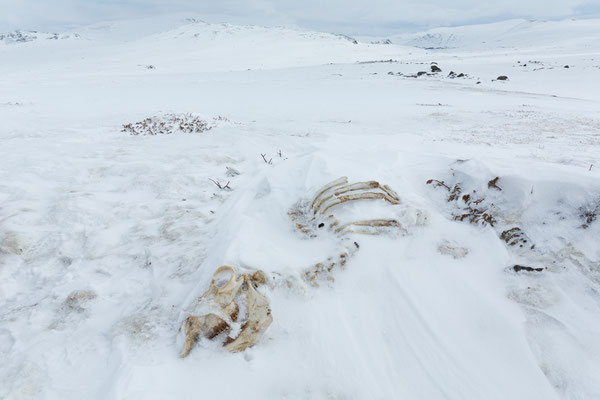 Leirungsmyrin, Jotunheimen, Oppland, Norwegen