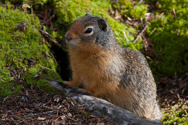 Squirrel, Glacier National Park