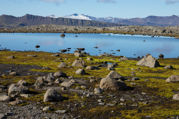 Lambatungur