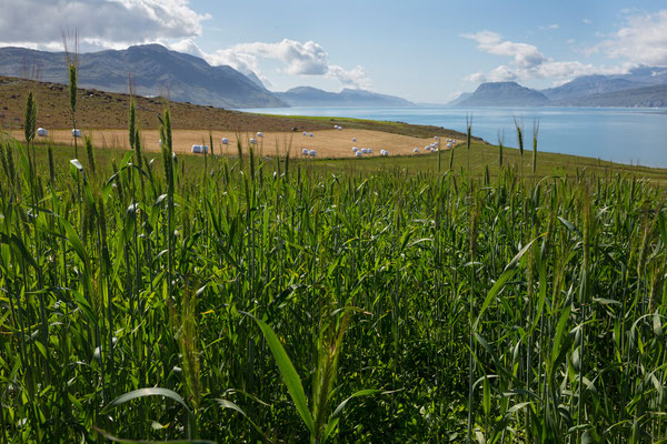 Kongevejen und Eriks Fjord (Tunulliarfik)