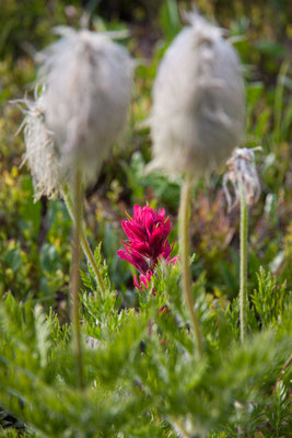 Magenta Paintbrush, Pasqueflower Seedhead