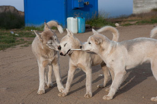 Tasiilaq