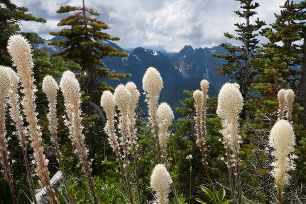 Beargrass, Tatoosh Range