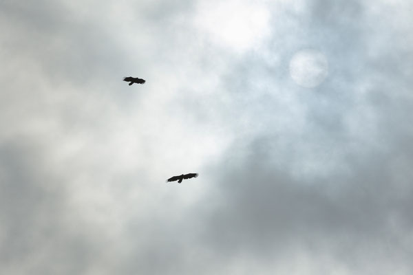 Grönland Seeadler