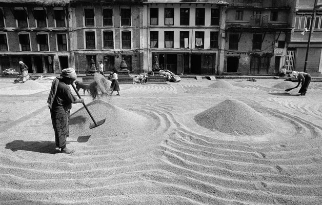 Reistrocknung, Kathmandu, Nepal