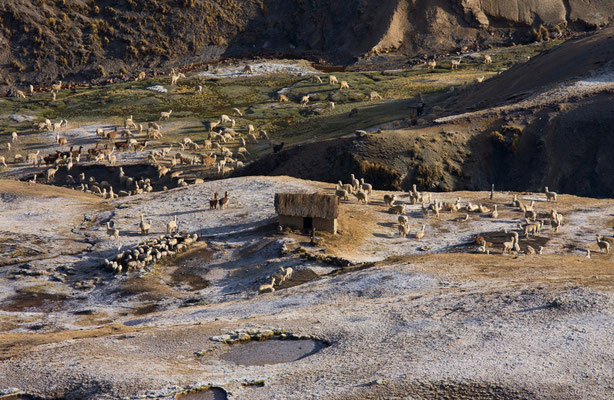 Alpakas, Vilcanota, Peru