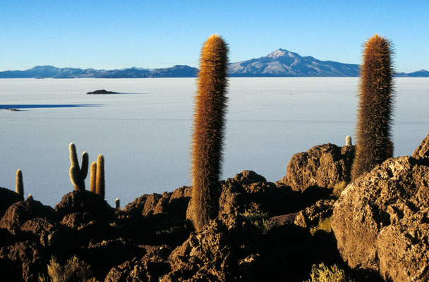 Isla Pescado, Salar de Uyuni, Bolivien