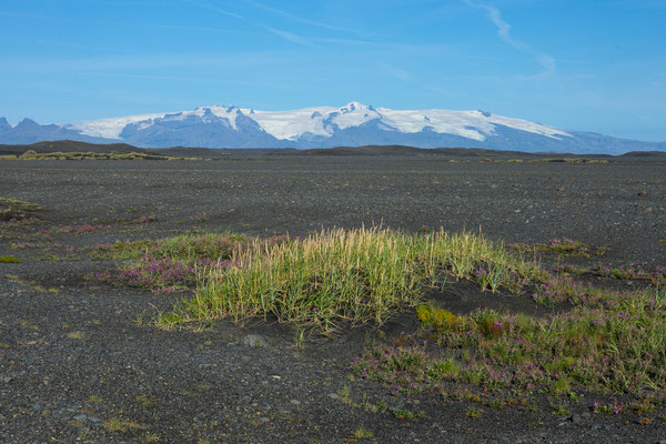 Öræfajökull von Sandgígjur