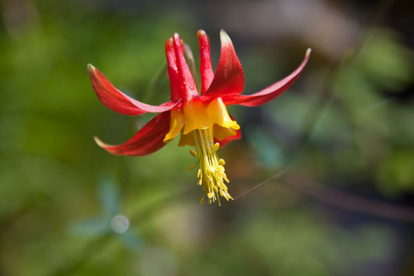 Western Columbine